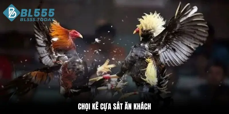 Đá gà BL555 3 Chọi kê cựa sắt ăn khách tại sảnh đá gà BL555