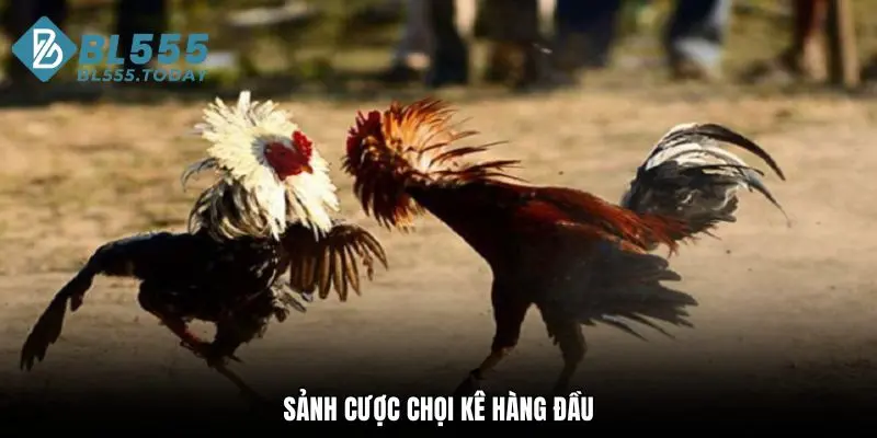 Đá gà BL555 1 Sảnh cược chọi kê hàng đầu