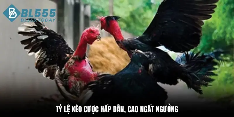 Đá gà BL555 2 Tỷ lệ kèo cược hấp dẫn, cao ngất ngưởng